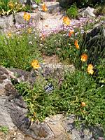 Papaver Atlanticum (fam. Papaveracees) (Europe meridionale) (01) (Photo F. Mrugala)